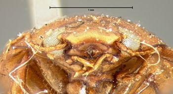 Media type: image;   Entomology 6009 Aspect: head frontal view